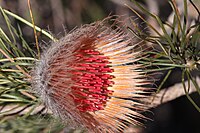 Banksia splendida