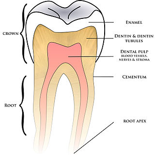 <span class="mw-page-title-main">Cementum</span> Specialized calcified substance covering the root of a tooth