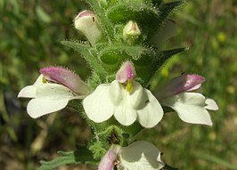 Bartsia trixago