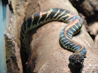 <i>Simalia boeleni</i> Species of snake