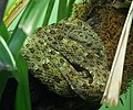 Castelnauds Lanzenotter (Bothrops taeniatus)