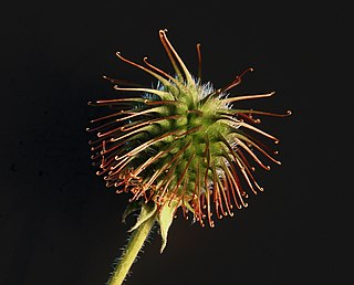 <span class="mw-page-title-main">Bur</span> Seed,dry fruit or infructescence that has hooks or teeth