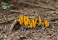 * Nomination Yellow stagshorn fungus (Calocera viscosa), new edit --LC-de 16:30, 11 November 2007 (UTC) * Promotion Sharper than before. Calibas 04:03, 12 November 2007 (UTC)