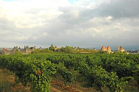 Le vignoble d'Oc au pied de la cité de Carcassonne.