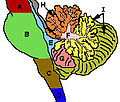 সেরেবেলাম এবং আশেপাশের এলাকা; sagittal view of one hemisphere. A: মধ্য মস্তিষ্ক. B: পন্স. C: মেডুলা. D: সুষুম্না কাণ্ড. E: চতুর্থ ভেন্ট্রিকল. F: আর্বর ভিটা (Arbor vitae). G: টনসিল. H: সম্মুখ লোব. I: পশ্চাৎ লোব.