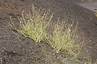 <i>Chondrilla</i> (plant) Genus of asters