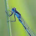 Coenagrion pulchellum (Fledermaus-Azurjungfer, Männchen) [D]