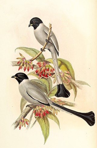 <i>Crypsirina</i> Genus of birds