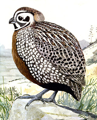 <span class="mw-page-title-main">Montezuma quail</span> Species of bird