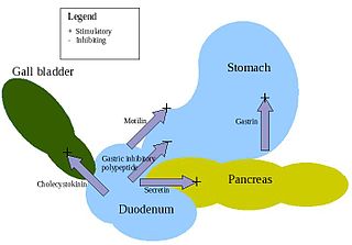 <span class="mw-page-title-main">Enteroendocrine cell</span> Cell that produces gastrointestinal hormones