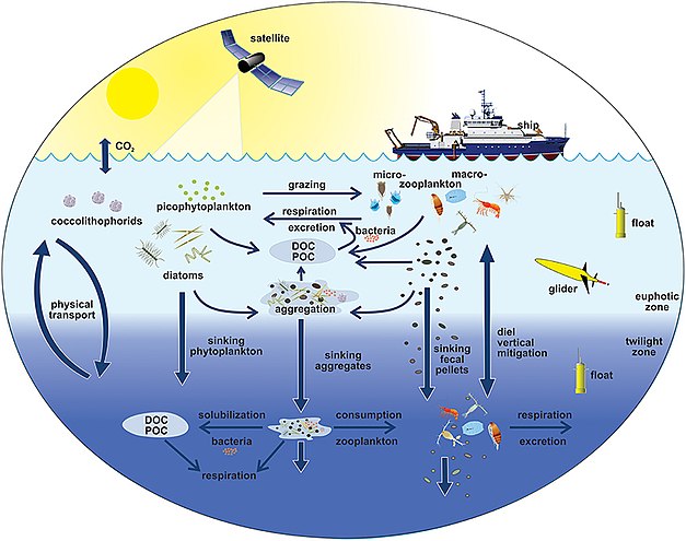 Pelagic food web and the biological pump. Links among the ocean's biological pump and pelagic food web and the ability to sample these components remotely from ships, satellites, and autonomous vehicles. Light blue waters are the euphotic zone, while the darker blue waters represent the twilight zone.[61]