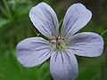 Metsäkurjenpolvi Geranium sylvaticum