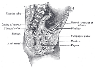 <span class="mw-page-title-main">Round ligament of uterus</span> Ligament connecting the uterus to the labia majora