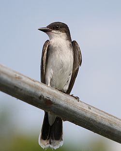 Austræni harðstjóri (Tyrannus tyrannus)