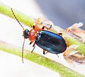 Lamprias cyanocephalus