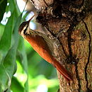 Lepidocolaptes angustirostris-Narrow-billed Woodcreeper