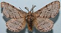 Lycia hirtaria (Clerck, 1759), male, Geometridae