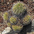 Mammillaria magnimamma