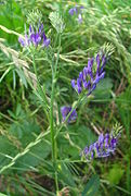 Medicago sativa