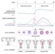 Menstruo