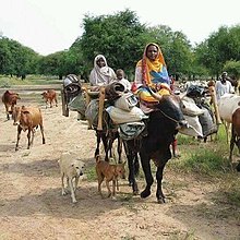 Baqqara people with cattle, Sudan Mohamm.jpg