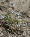 Myosotis ramosissima-02 (xndr).jpg