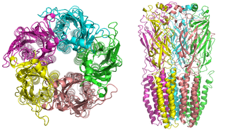 Acetylcholine receptor Integral membrane protein