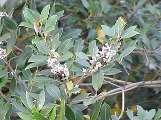 <i>Osmanthus</i> Genus of flowering plant in the olive family Oleaceae