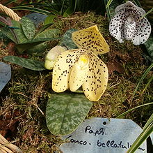 Paphiopedilum wenshanense (center) Paphiopedilum Xconco-bellatulum OrchidsBln0906.jpg