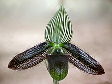 Paphiopedilum wardii Paphiopedilum wardii.jpg