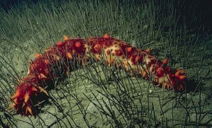 Giant California sea cucumber（英语：Giant California sea cucumber）