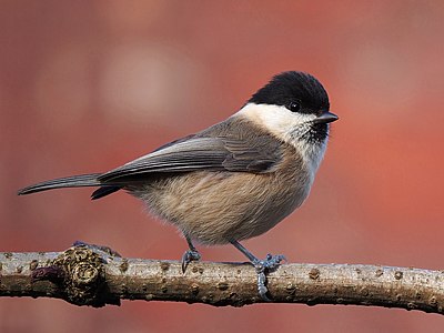 Willow tit on branch