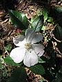 Rosa 'Lieve Louise' young plant