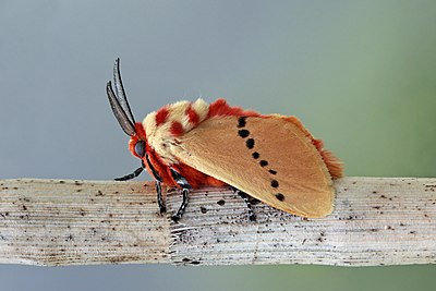 Ngengat cerpelai kemerahan (Trosia nigropunctigera) di hutan hujan Gunung Totumas, Panama.