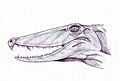 Secodontosaurus.jpg