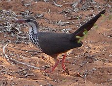 Monias benschi