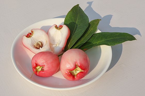 Syzygium samarangense (Java apple)