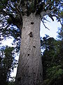 Tane mahuta in het Waipouawoud in Nieuw-Zeeland (Agathis australis)