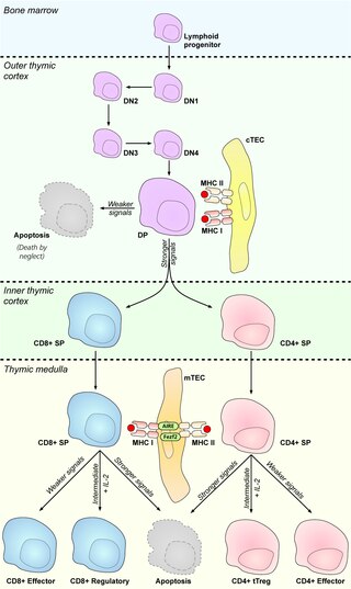 <span class="mw-page-title-main">Cortical thymic epithelial cells</span>