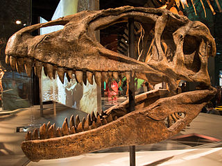 <span class="mw-page-title-main">Carcharodontosauridae</span> Extinct family of dinosaurs