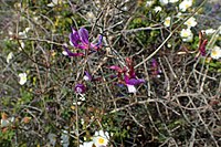 Vicia palaestina