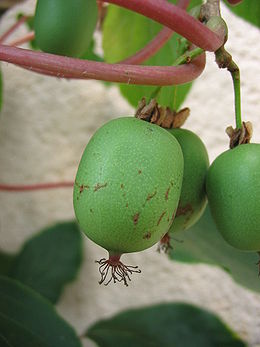 Smailialapė aktinidija (Actinidia arguta)