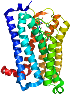 5-HT receptor Class of transmembrane proteins