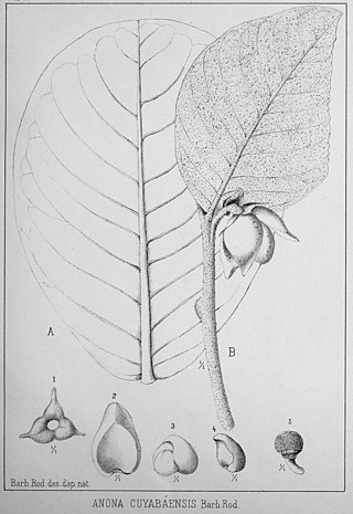 <i>Annona dioica</i> Species of flowering plant