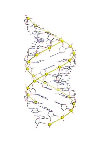 <span class="mw-page-title-main">A-DNA</span> Potential conformation of DNA