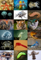 Image 8A selection of diverse animal species (from Nature)