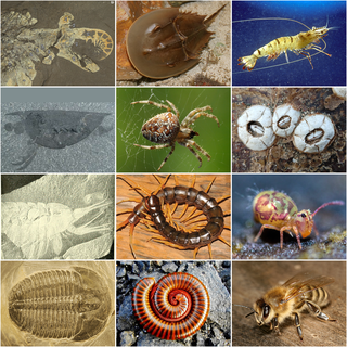 <span class="mw-page-title-main">Arthropod</span> Phylum of invertebrates with jointed exoskeletons