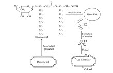 Involvement of biosurfactant (rhamnolipid) produced by Pseudomonas sp in the uptake of hydrocarbons. Biosurfactants.jpg