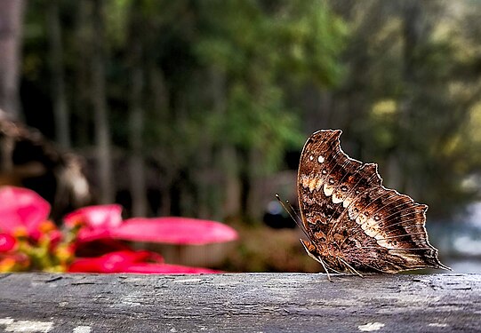 black prince butterfly Photograph: Bluerose25