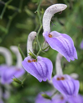 <i>Brillantaisia</i> Genus of flowering plants